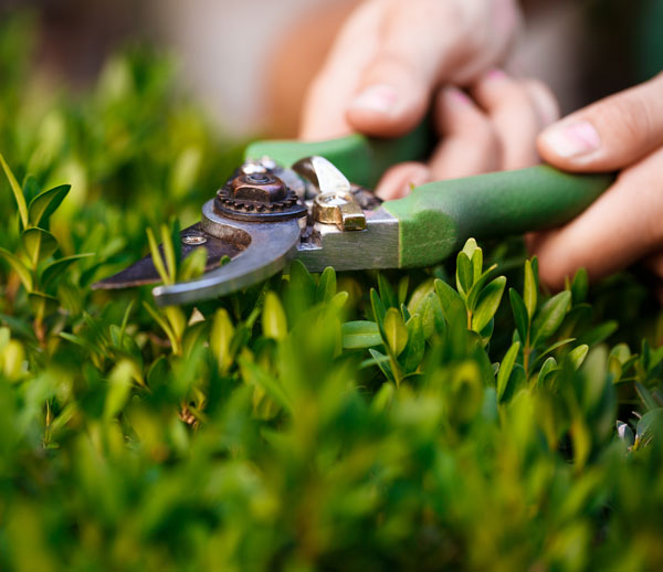 Jardinier professionnel M.K.S Gard Maroc